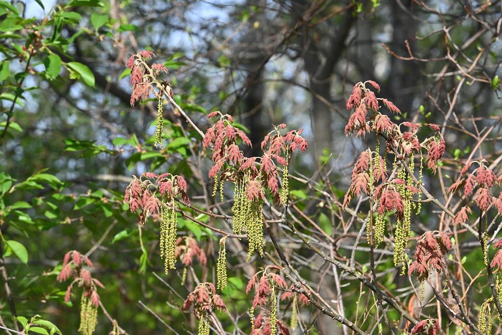 2025-05087715 Parker River NWR, MA.JPG - Northern Red Oak. Parker River National Wildlife Refuge, MA, 5-8-2025